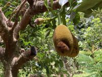 Stinkfrucht - wir lassen sie aus….