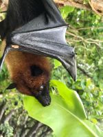 ….freundlicher Vegetarier 