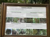 Pandanus, deutsch: Schraubenbäume