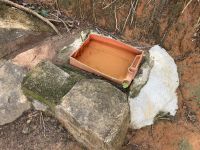 „Bar“ für Schildkröten 