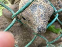 ….vielleicht gibt es was zu Fressen?