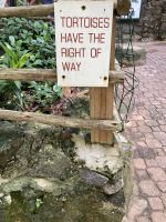 Schildkröten haben hier Vorrang.