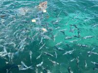 Besonderer Snack - Weißbrot als Fischfutter