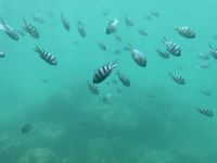 Saint-Anne Marine National Park - Glasbodenboot