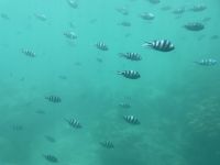 Saint-Anne Marine National Park - Glasbodenboot