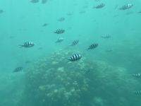 Saint-Anne Marine National Park - Glasbodenboot