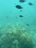 Saint-Anne Marine National Park - Glasbodenboot