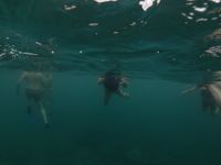 Saint-Anne Marine National Park - Schnorcheln