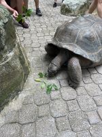 Riesenschildkröten auf Moyenne Island