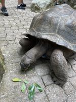Riesenschildkröten auf Moyenne Island