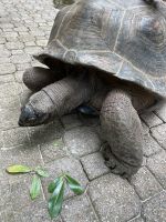 Riesenschildkröten auf Moyenne Island