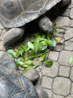 Riesenschildkröten auf Moyenne Island