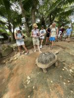 Riesenschildkröten auf Moyenne Island