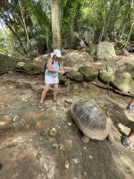 Riesenschildkröten auf Moyenne Island