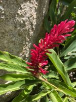 Inselrundfahrt Mahé Teil 2 - Botanischer Garten