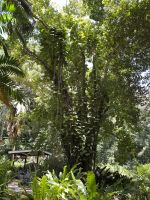 Inselrundfahrt Mahé Teil 2 - Botanischer Garten von Victoria