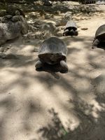Inselrundfahrt Mahé Teil 2 - Botanischer Garten von Victoria