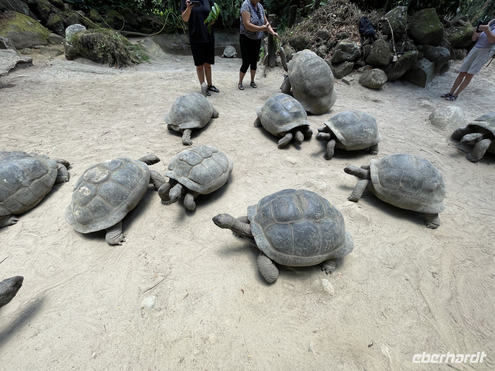 Inselrundfahrt Mahé Teil 2 - Botanischer Garten von Victoria