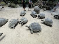 Inselrundfahrt Mahé Teil 2 - Botanischer Garten von Victoria