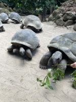 Inselrundfahrt Mahé Teil 2 - Botanischer Garten von Victoria