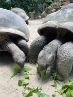 Inselrundfahrt Mahé Teil 2 - Botanischer Garten von Victoria