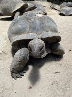 Inselrundfahrt Mahé Teil 2 - Botanischer Garten von Victoria