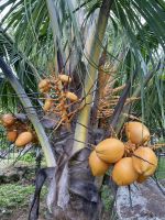 Südküste von Mahé - Gewürzplantage