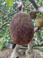 Südküste von Mahé - Gewürzplantage