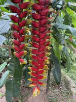 Südküste von Mahé - Gewürzplantage