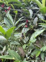 Südküste von Mahé - Gewürzplantage