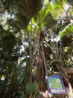 Inselrundfahrt Praslin - Vallée de Mai Nationalpark