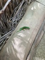Inselrundfahrt Praslin - Vallée de Mai Nationalpark