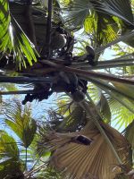 Inselrundfahrt Praslin - Vallée de Mai Nationalpark