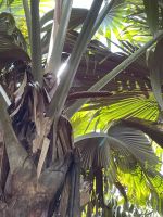 Inselrundfahrt Praslin - Vallée de Mai Nationalpark