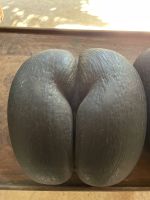 Inselrundfahrt Praslin - Vallée de Mai Nationalpark - die Coco de Mer