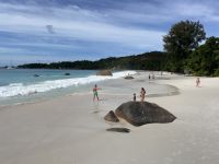 Inselrundfahrt Praslin - Anse Lazio Beach
