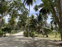 Inselrundfahrt La Digue - Kokosnussplantage