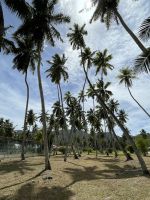 Inselrundfahrt La Digue - Kokosnussplantage