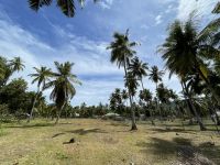 Inselrundfahrt La Digue - Kokosnussplantage