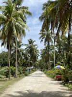 Inselrundfahrt La Digue - Kokosnussplantage