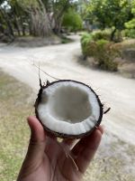 Inselrundfahrt La Digue - Kokosnussplantage