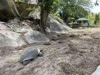 Inselrundfahrt La Digue - Riesenschildkröten