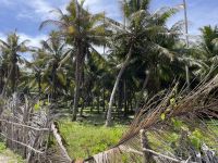 La Digue - Anse Source d'Argent
