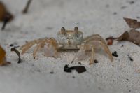 Seychellen - Curieuse (2)