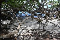 Seychellen - Curieuse (7)