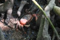 Seychellen - Curieuse (12)