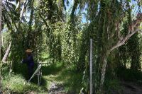 Seychellen - La Digue - Vanilleplantage