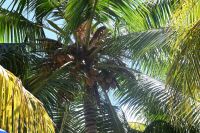 Seychellen - La Digue (8)