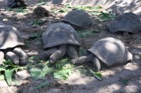 Seychellen - La Digue (11)