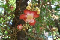 Seychellen - Mahe - botanischer Garten (1)